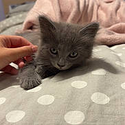 Baïa a rejoint le concours — aidez-le/la à gagner de superbes lots ! kitten, gray_cat, hand, bed, blanket, polka_dots, pet_carrier, indoor, cute, fur, animal, pet, young_cat, cozy, resting, soft, curious_eyes, feline, domestic_animal, sleepy