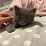 Baïa participe au concours pour gagner de l'argent avec cette photo : kitten, gray_cat, hand, bed, blanket, polka_dots, pet_carrier, indoor, cozy, cute, fur, animal, small, resting, domestic_animal, young, soft, sleepy, comfort, pets