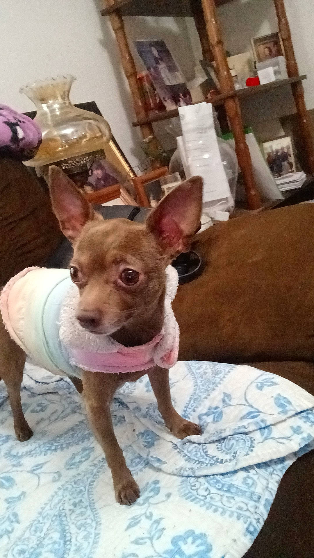 Chocolate joined the competition — help win amazing prizes! ancient_dog_breeds, canidae, carnivore, chair, comfort, companion_dog, corgi_chihuahua, dog, dog_breed, ear, fawn, flooring, non_sporting_group, snout, sporting_group, terrestrial_animal, terrier, toy_dog, whiskers, working_animal