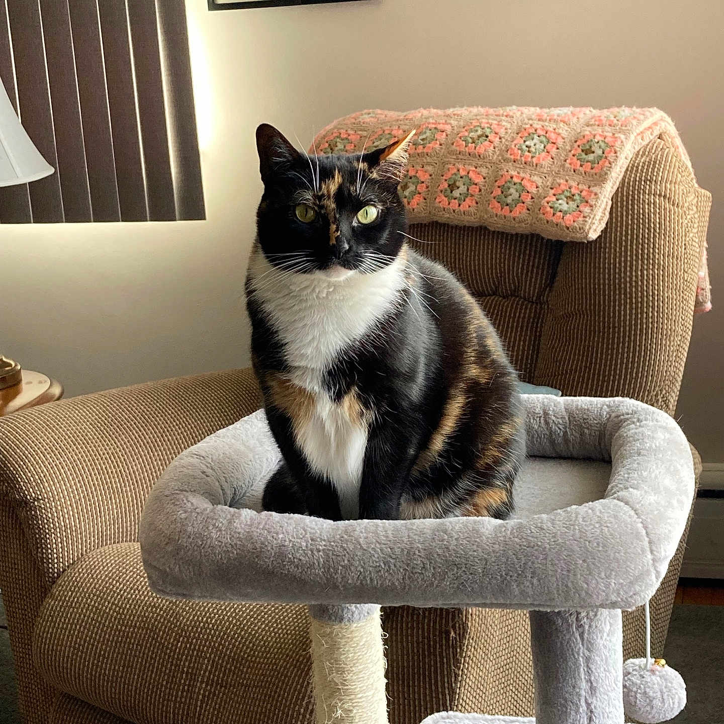 Petunia is registered to the contest to win money with this photo: armchair, blanket, calico_cat, cat, cat_tree, cozy, crocheted_blanket, domestic_cat, framed_photos, fur, furniture, green_eyes, indoor, lamp, living_room, pet, portrait, sitting, whiskers, window_blinds