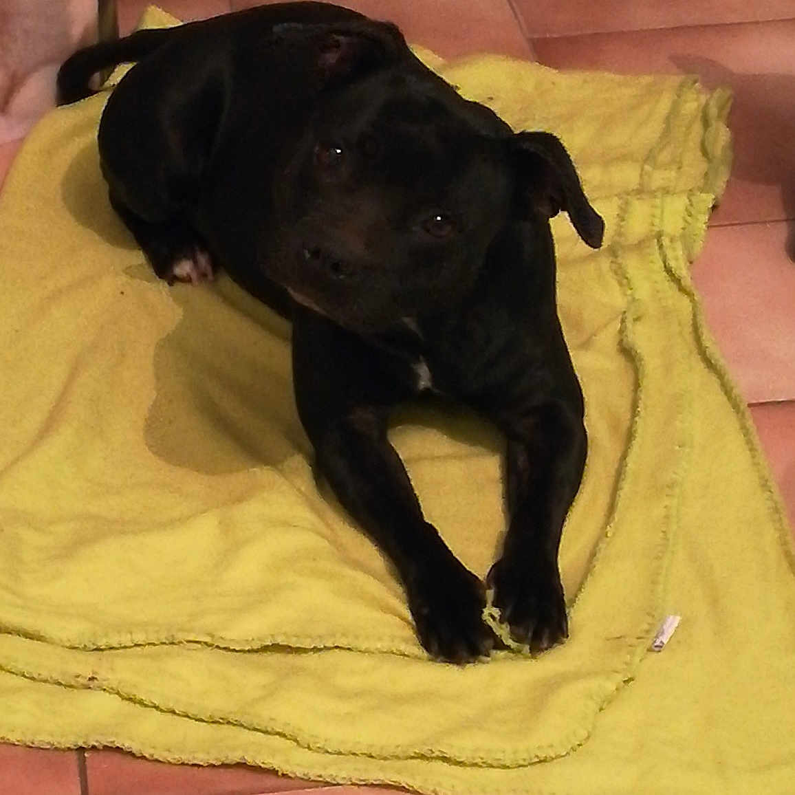 Jelsy a rejoint le concours — aidez-le/la à gagner de superbes lots ! black, boston_terrier, carnivoran, dog, dog_breed, dog_breed_group, dog_like_mammal, flooring, non_sporting_group, puppy, snout, sporting_group