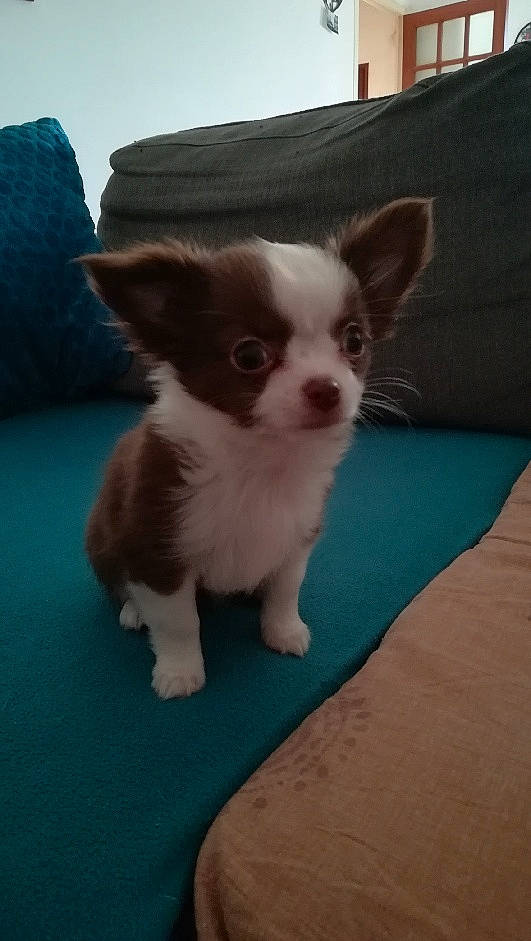 Pakita participe au concours pour gagner de l'argent avec cette photo : canidae, carnivore, chihuahua, companion_dog, dog, dog_breed, fawn, mammal, puppy, sporting_group, toy_dog, vertebrate