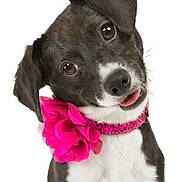 Abby is registered to the contest to win money with this photo: adorable, animal, black_and_white, canine, close_up, collar, cute, dog, expression, flower, friendly, fur, head_tilt, pet, pet_accessory, playful, portrait, small_dog, studio_shot, white_background