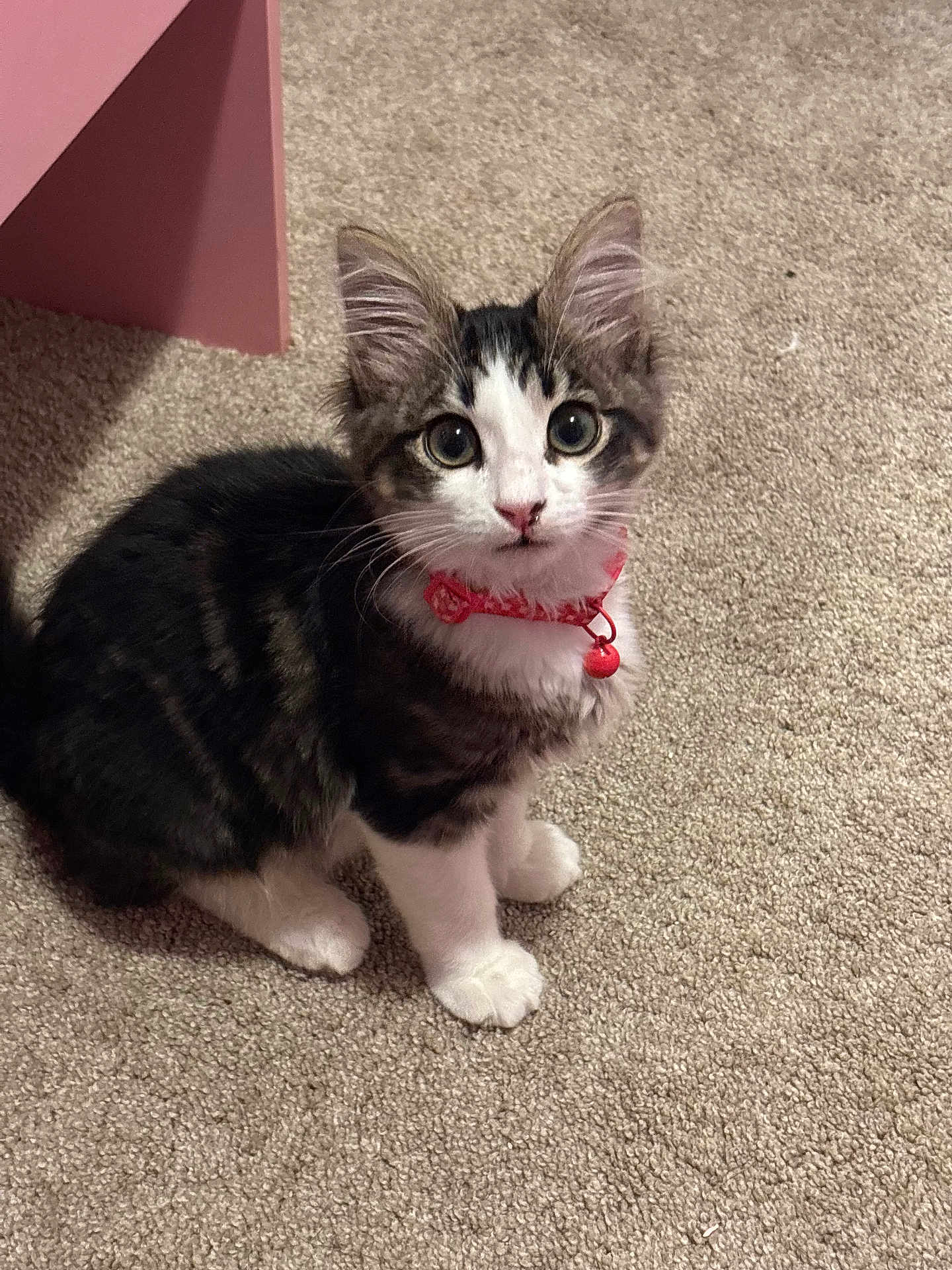 Cookie joined the competition — help win amazing prizes! kitten, cat, pet, indoor, carpet, collar, bell, white_paws, black_and_white, fur, cute, animal, young, small, looking_up, ears, whiskers, domestic_cat, feline, sitting