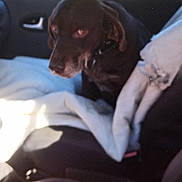 Edgar participe au concours pour gagner de l'argent avec cette photo : animal, blanket, brown_dog, car_interior, collar, daylight, dog, fabric, furry, indoor, leash, looking_away, pet, resting, seat, seatbelt, side_view, sunlight, vehicle, window