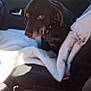 animal, blanket, brown_dog, car_interior, collar, daylight, dog, fabric, furry, indoor, leash, looking_away, pet, resting, seat, seatbelt, side_view, sunlight, vehicle, window