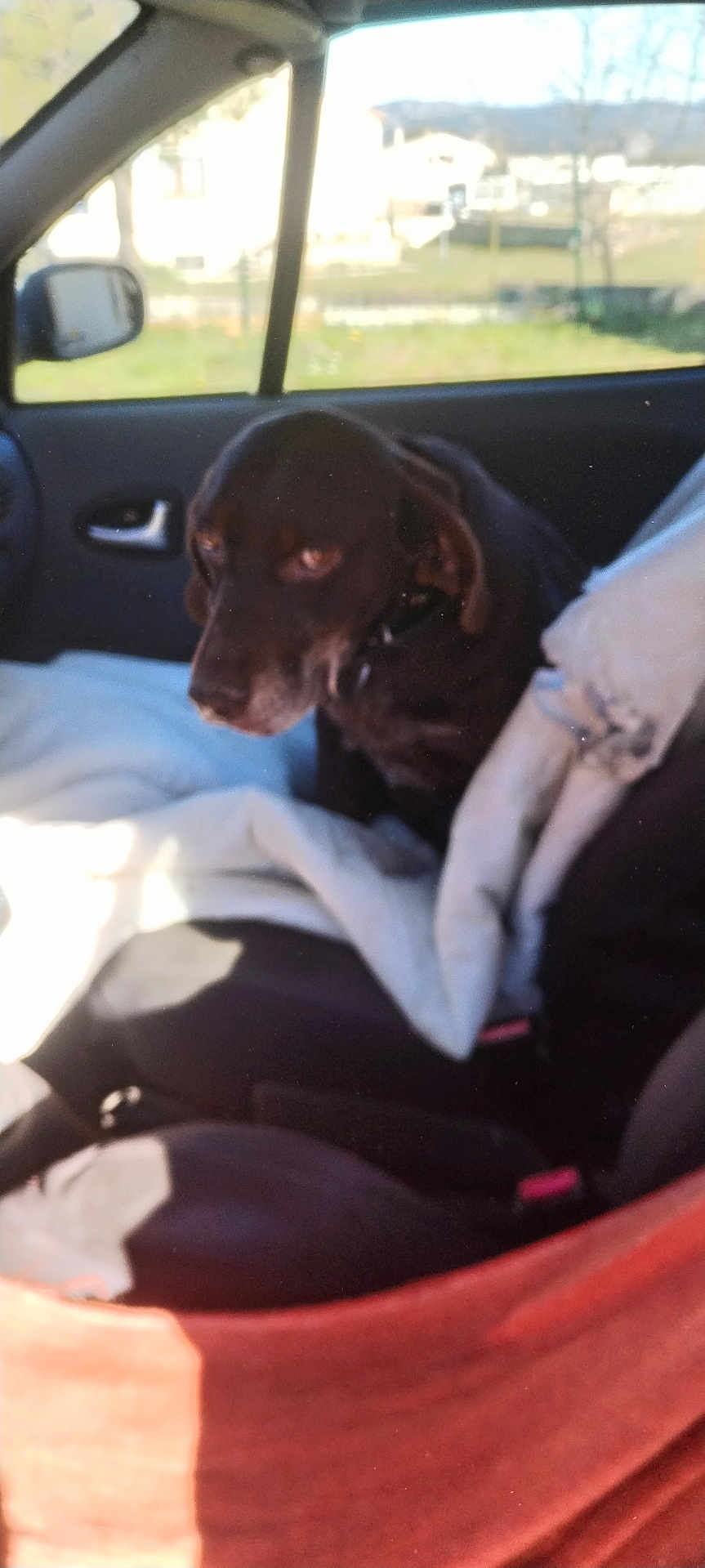 Edgar participe au concours pour gagner de l'argent avec cette photo : animal, blanket, brown_dog, car_interior, collar, daylight, dog, fabric, furry, indoor, leash, looking_away, pet, resting, seat, seatbelt, side_view, sunlight, vehicle, window