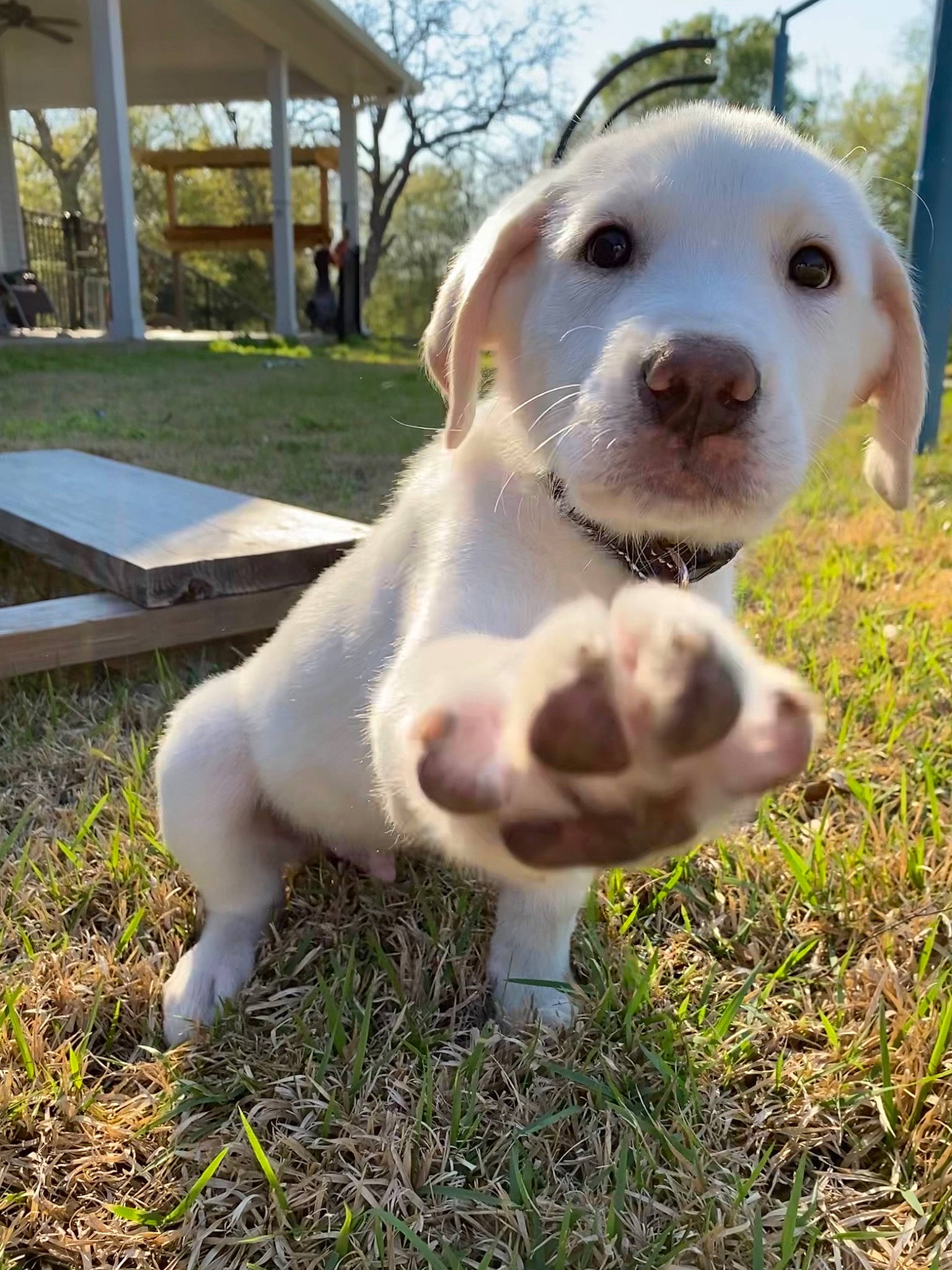 Ike is registered to the contest to win money with this photo: canidae, carnivore, companion_dog, dog, dog_breed, fawn, grass, gun_dog, non_sporting_group, sky, snout, sporting_group, tail, terrestrial_animal, tree, whiskers, working_animal