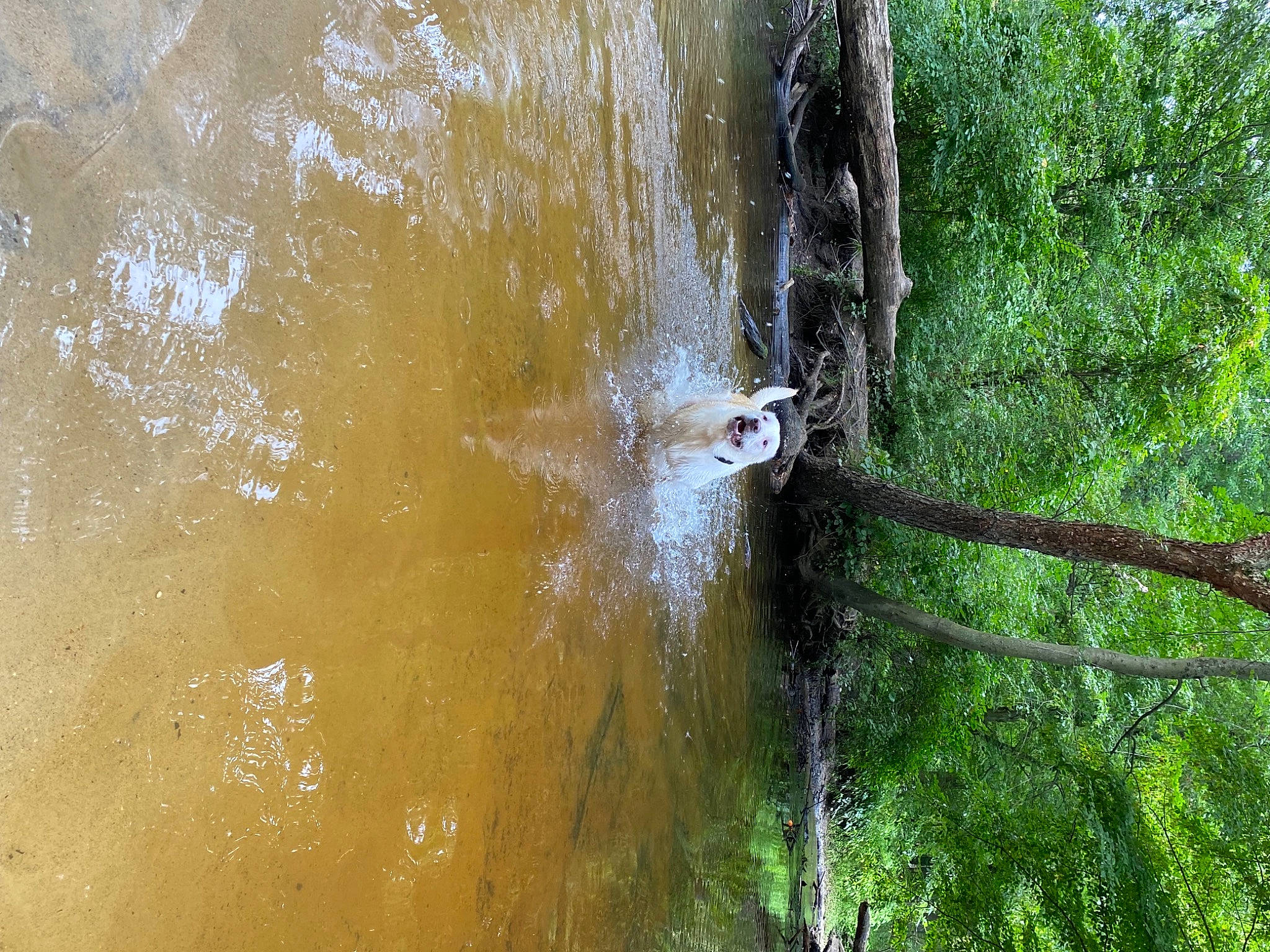 Ike joined the competition — help win amazing prizes! beak, forest, grass, jungle, lake, landscape, leisure, natural_landscape, plant, recreation, stream, tree, trunk, water, water_feature, watercourse, wildlife, wind_wave, window, wood