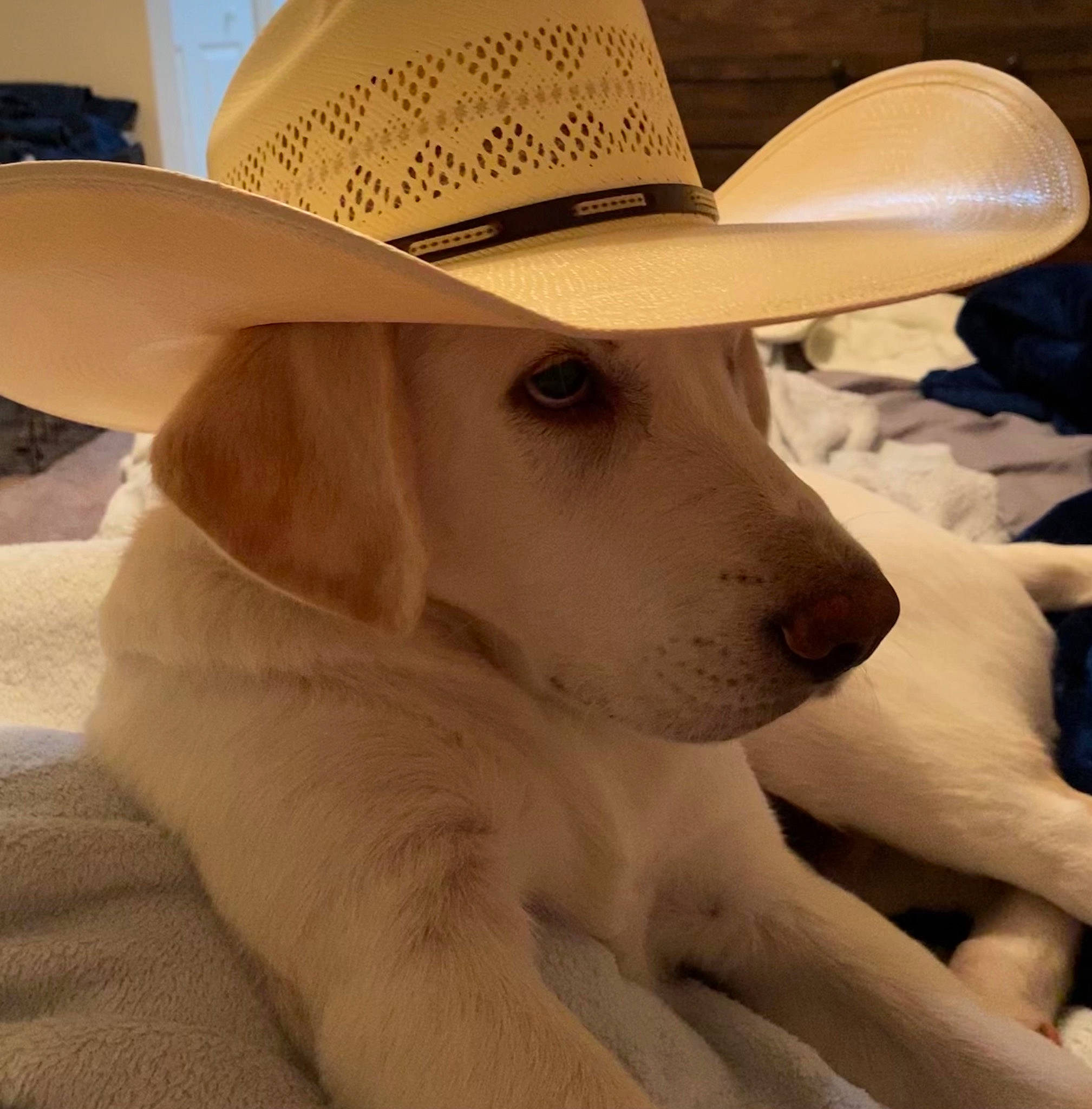 Ike is registered to the contest to win money with this photo: canidae, carnivore, companion_dog, dog, dog_breed, ear, fashion_accessory, fawn, fedora, fur, glasses, hat, lifejacket, nose, snout, sporting_group, sun_hat, whiskers, wood, working_animal