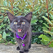 Arwen participe au concours pour gagner de l'argent avec cette photo : black_cat, kitten, purple_collar, yellow_eyes, wooden_fence, green_leaves, outdoor, pet, animal, cute, feline, whiskers, young_cat, nature, close_up, playful, small, domestic_cat, alert, happy
