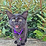 black_cat, kitten, purple_collar, yellow_eyes, wooden_fence, green_leaves, outdoor, pet, animal, cute, feline, whiskers, young_cat, nature, close_up, playful, small, domestic_cat, alert, happy