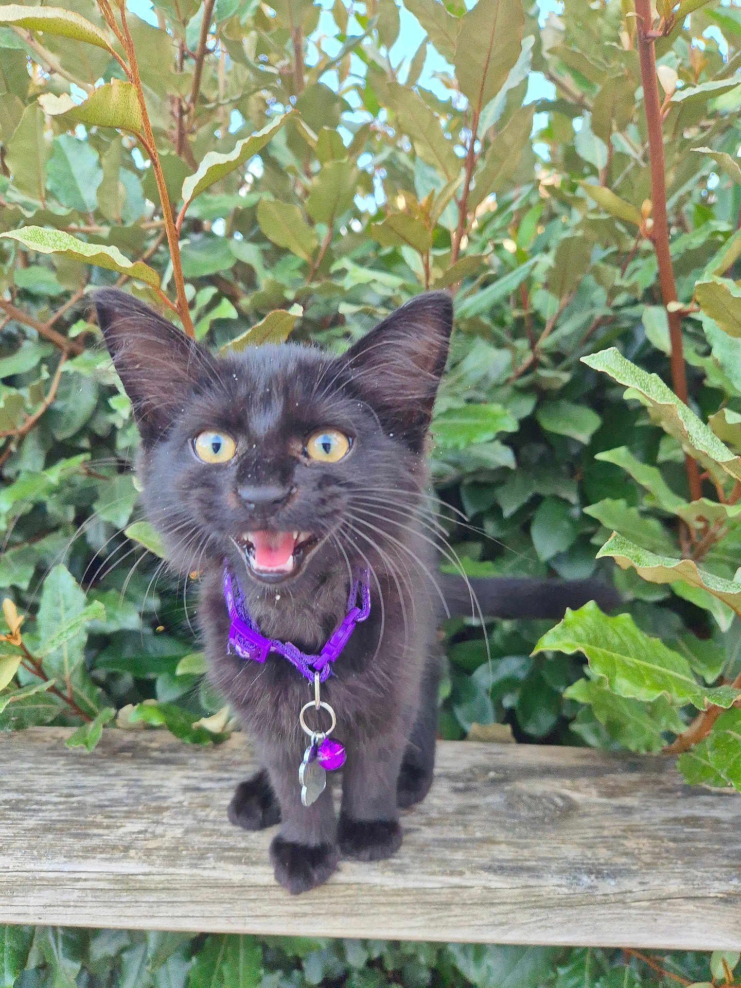 Arwen