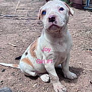 Joy is registered to the contest to win money with this photo: puppy, dog, blue_eyes, white_fur, brown_fur, sitting, outdoor, dirt, cute, animal, pet, young, looking_up, face, nose, paw, tail, sunlight, fur_pattern, ground