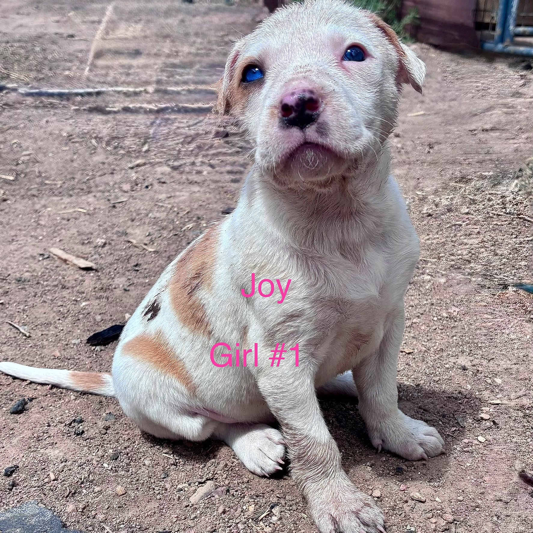 Joy is registered to the contest to win money with this photo: puppy, dog, blue_eyes, white_fur, brown_fur, sitting, outdoor, dirt, cute, animal, pet, young, looking_up, face, nose, paw, tail, sunlight, fur_pattern, ground