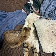 George joined the competition — help win amazing prizes! animal, blanket, brown, cat, cats, comfort, couch, cozy, feline, fur, indoor, patterned_blanket, pet, pillow, relaxed, resting, sleeping, snuggling, tabby, white