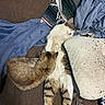 animal, blanket, brown, cat, cats, comfort, couch, cozy, feline, fur, indoor, patterned_blanket, pet, pillow, relaxed, resting, sleeping, snuggling, tabby, white