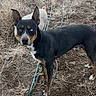 Dash joined the competition — help win amazing prizes! alert, animal, brown_and_black_fur, canine, dog, dry_grass, ears_up, earth, eyes, fur, ground, heterochromia, hose, mixed_breed, nature, outdoor, pet, standing, watchful, wildlife