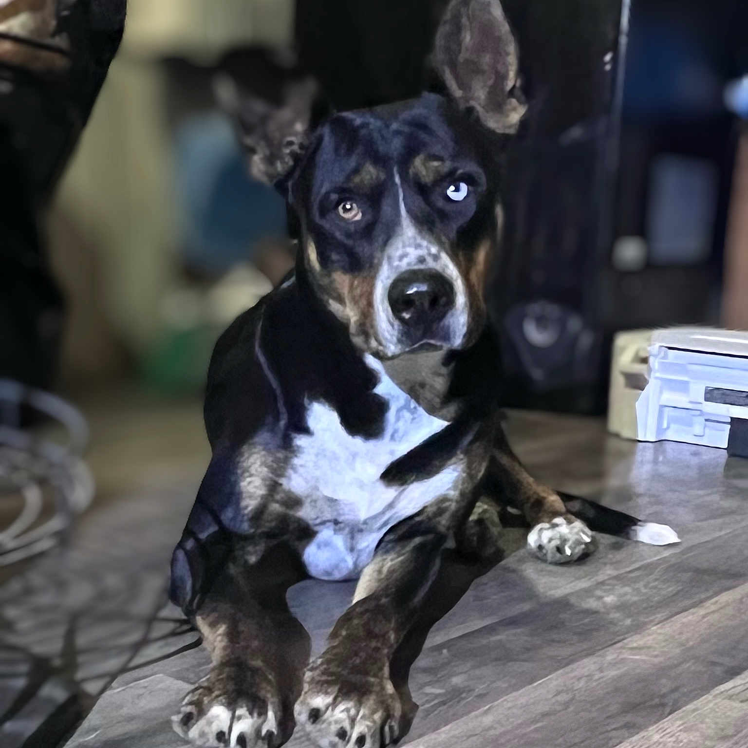 Dash joined the competition — help win amazing prizes! dog, animal, lying_down, indoor, floor, wooden_floor, heterochromia, pet, canine, ears_up, black_and_white, brown, white, portrait, looking_at_camera, domestic_animal, paw, nose, fur, relaxed