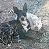 dog, piglet, animal_friendship, outdoor, dry_grass, rocks, twigs, black_dog, white_pig, heterochromia, pets, nature, resting, companion, cute, calm, farm_animals, sunlight, closeup, animals