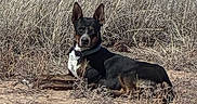 Dash is registered to the contest to win money with this photo: animal, black, brown, canine, collar, dog, ears_up, earth, field, grass, lying_down, nature, outdoor, pet, quiet, resting, sunlight, watchful, white, wildlife