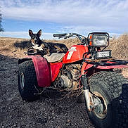 Dash is registered to the contest to win money with this photo: animal, atv, clouds, dirt, dog, four_wheeler, grass, landscape, leisure, machine, nature, outdoor, pet, recreation, rural, rustic, sky, sunlight, tire, vehicle