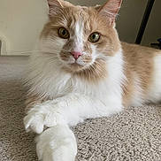 Maru is registered to the contest to win money with this photo: cat, fluffy, orange_and_white, carpet, paws, crossed_paws, indoor, pet, feline, curious_eyes, close_up, resting, domestic_animal, whiskers, soft_texture, portrait, animal_face, cute, relaxed, fur