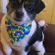 Annie joined the competition — help win amazing prizes! bandana, big_eyes, black_and_white_fur, bone_pattern, close_up, companion, couch, cute, dog, door, indoor, looking_at_camera, paw, paw_print, pet, portrait, sitting, small_dog, tie_dye, white_fur