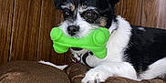 Annie joined the competition — help win amazing prizes! black_and_white_fur, bone_toy, close_up, collar, couch, dog, domestic_animal, eyes, furniture, green_toy, indoor, muzzle, paw, pet, playful, portrait, resting, small_dog, whiskers, wood_paneling