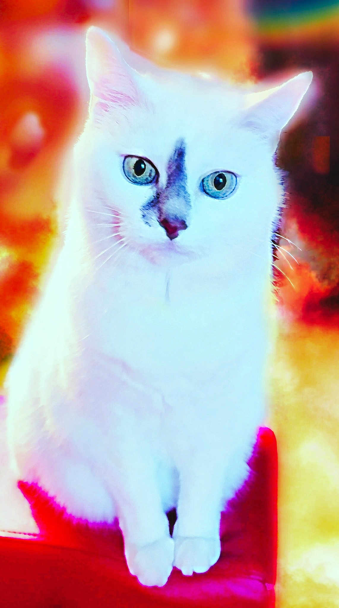 Bonnie