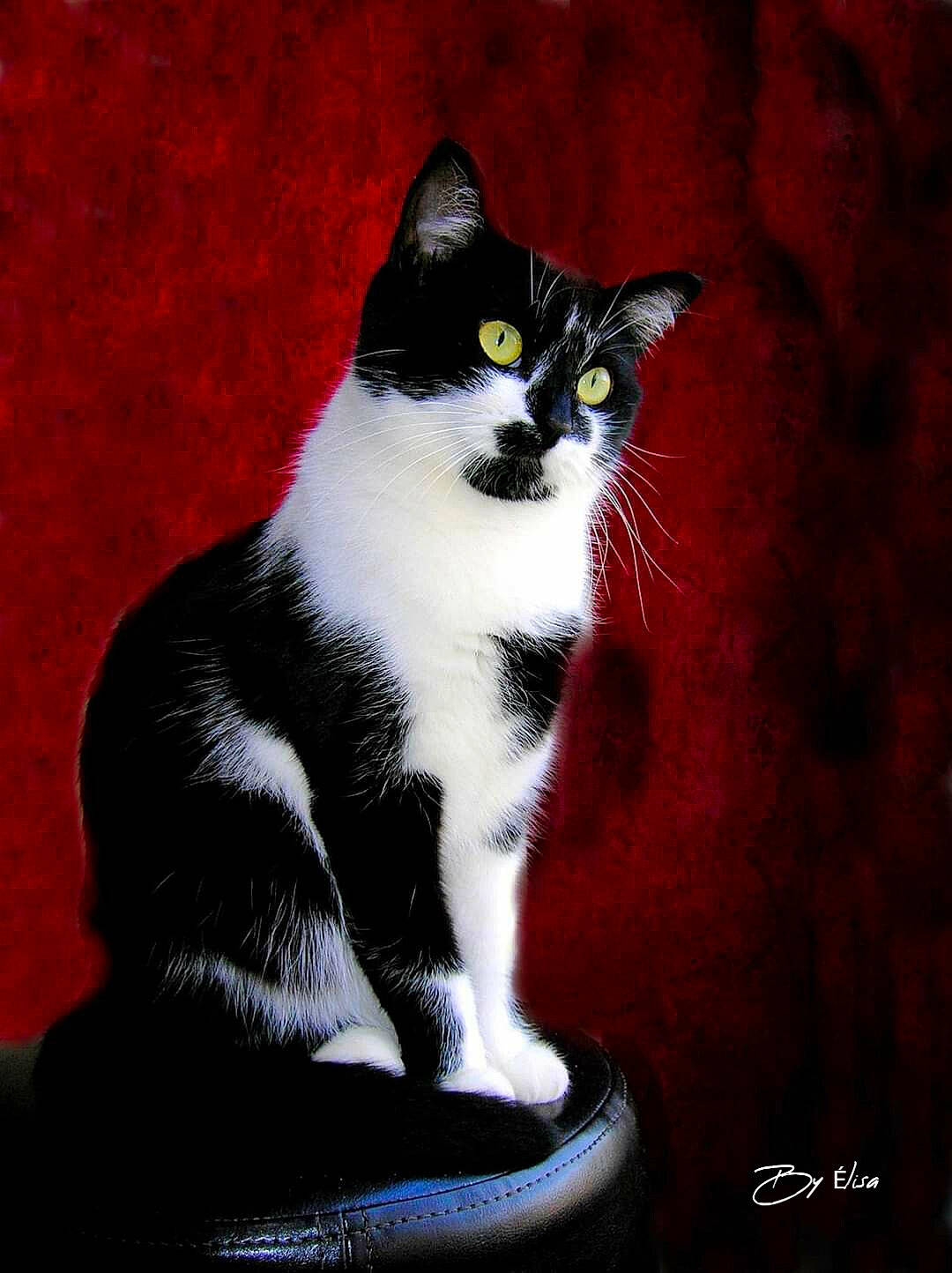 Cleaver participe au concours pour gagner de l'argent avec cette photo : art, black_cat, carmine, carnivore, cat, darkness, domestic_short_haired_cat, felidae, fur, paw, photo_caption, sitting, small_to_medium_sized_cats, snout, stairs, tail, whiskers