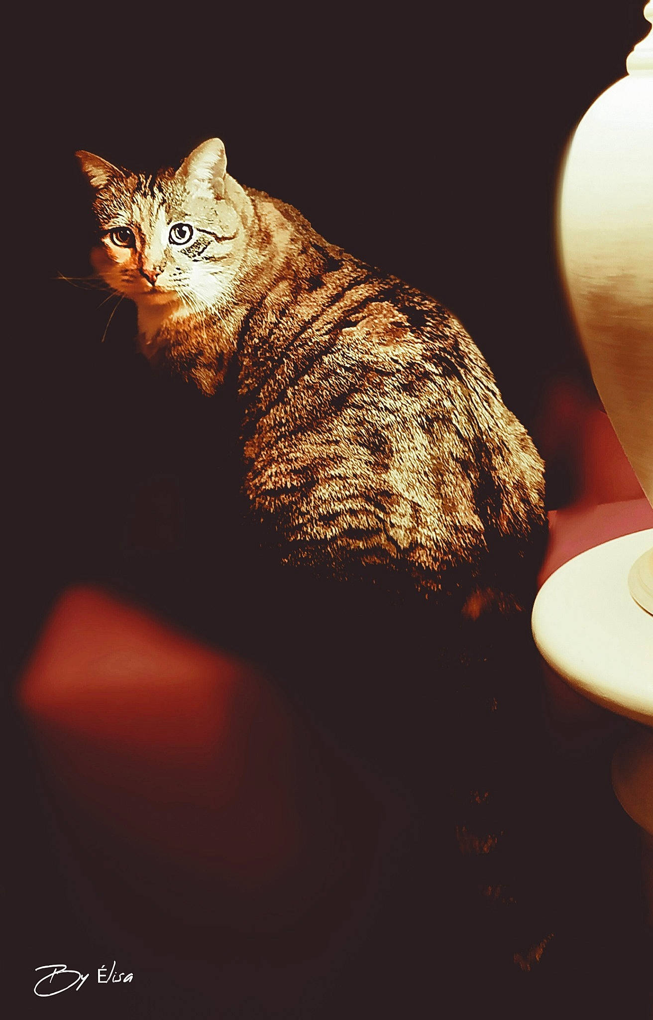 Loneliness participe au concours pour gagner de l'argent avec cette photo : artifact, carnivore, cat, darkness, domestic_short_haired_cat, fawn, felidae, fur, paw, serveware, shadow, small_to_medium_sized_cats, snout, still_life_photography, table, tail, terrestrial_animal, whiskers, window, wood