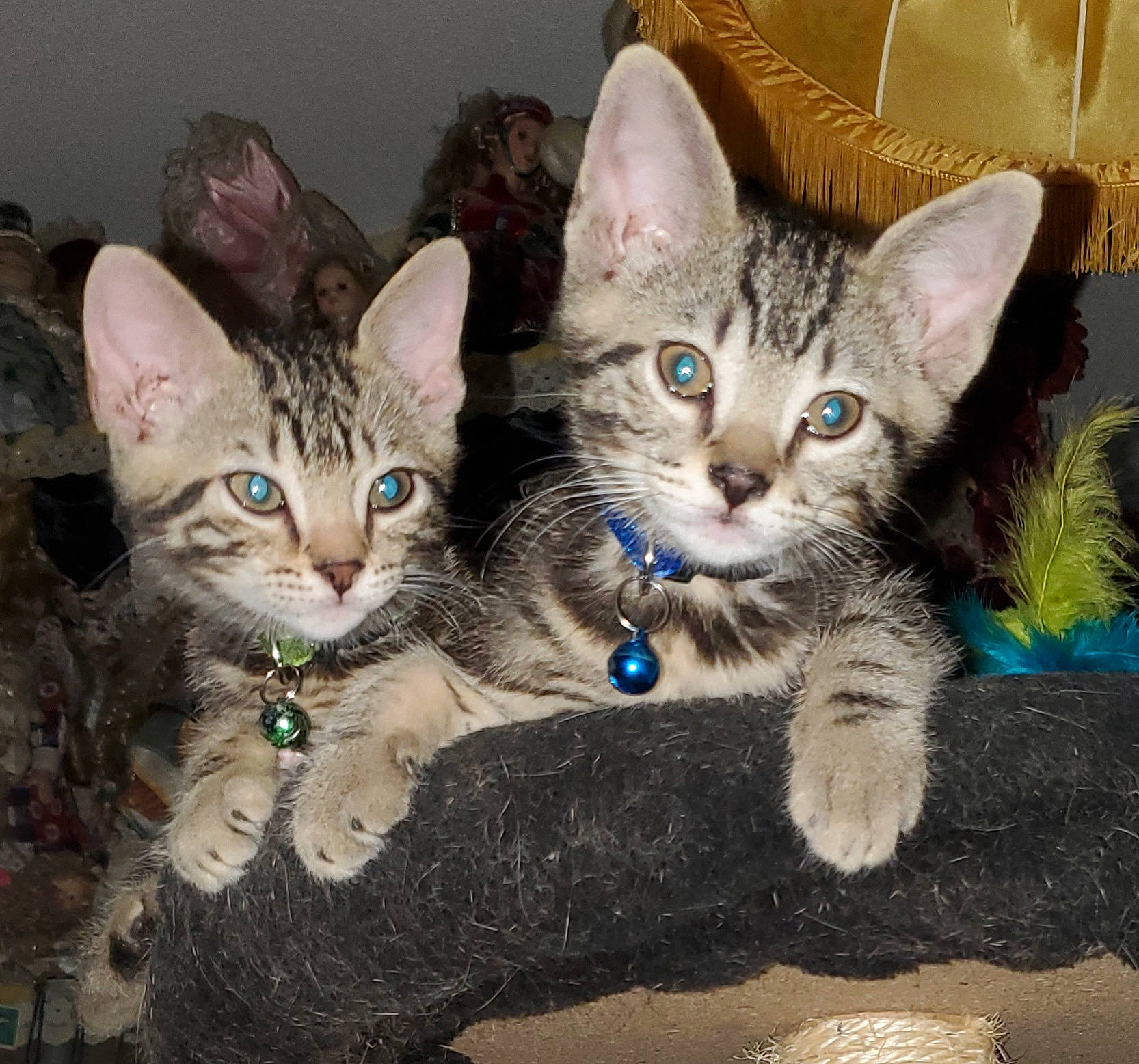 Gyzmo participe au concours pour gagner de l'argent avec cette photo : carnivore, cat, claw, domestic_short_haired_cat, felidae, fur, gesture, paw, small_to_medium_sized_cats, snout, tail, terrestrial_animal, whiskers