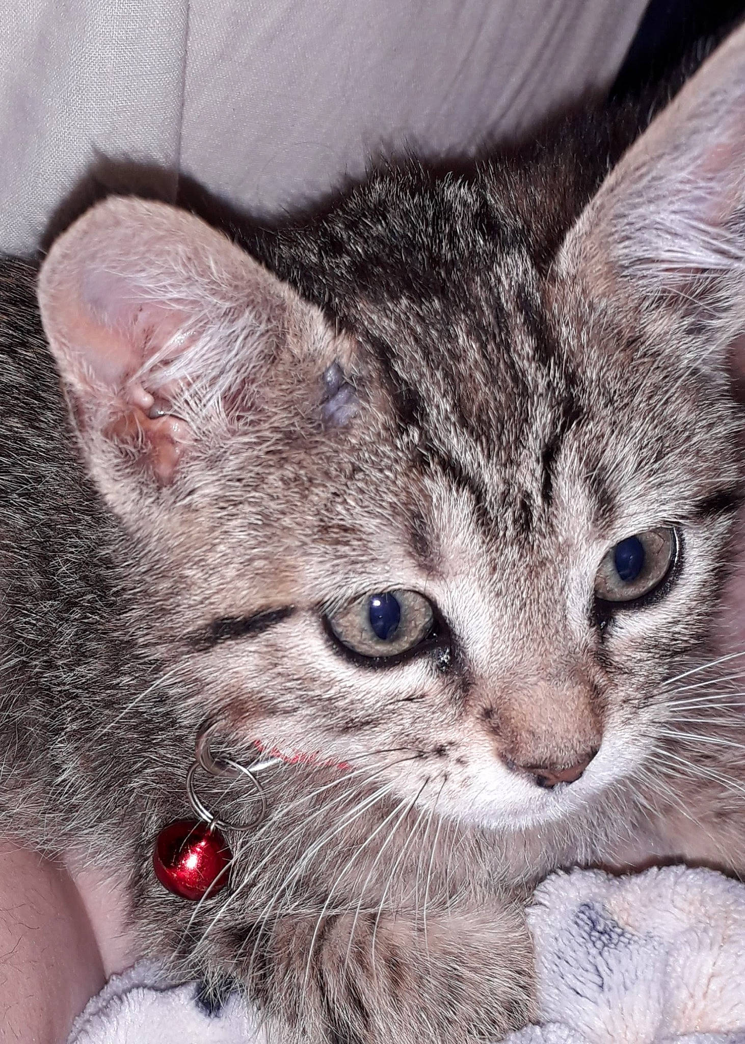 Dobby participe au concours pour gagner de l'argent avec cette photo : carnivore, cat, claw, domestic_short_haired_cat, felidae, fur, paw, small_to_medium_sized_cats, snout, terrestrial_animal, whiskers, window