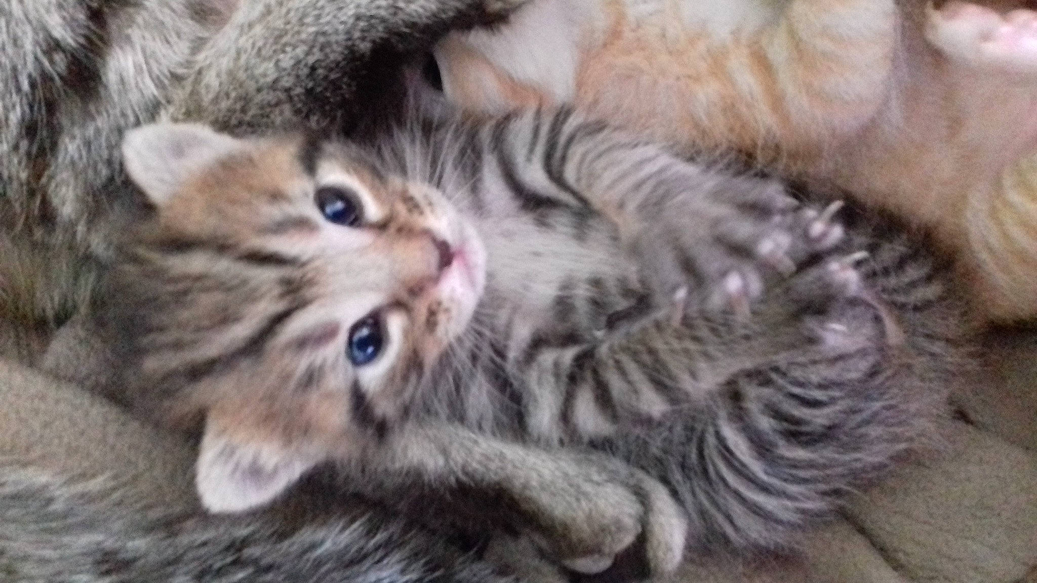 Dobby participe au concours pour gagner de l'argent avec cette photo : carnivore, cat, claw, domestic_short_haired_cat, felidae, fur, paw, small_to_medium_sized_cats, snout, tail, terrestrial_animal, whiskers