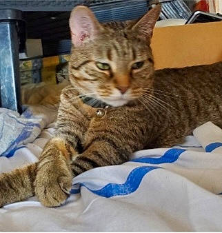 Dobby a rejoint le concours — aidez-le/la à gagner de superbes lots ! box, carnivore, cat, claw, comfort, domestic_short_haired_cat, felidae, fur, paw, sitting, small_to_medium_sized_cats, snout, terrestrial_animal, whiskers