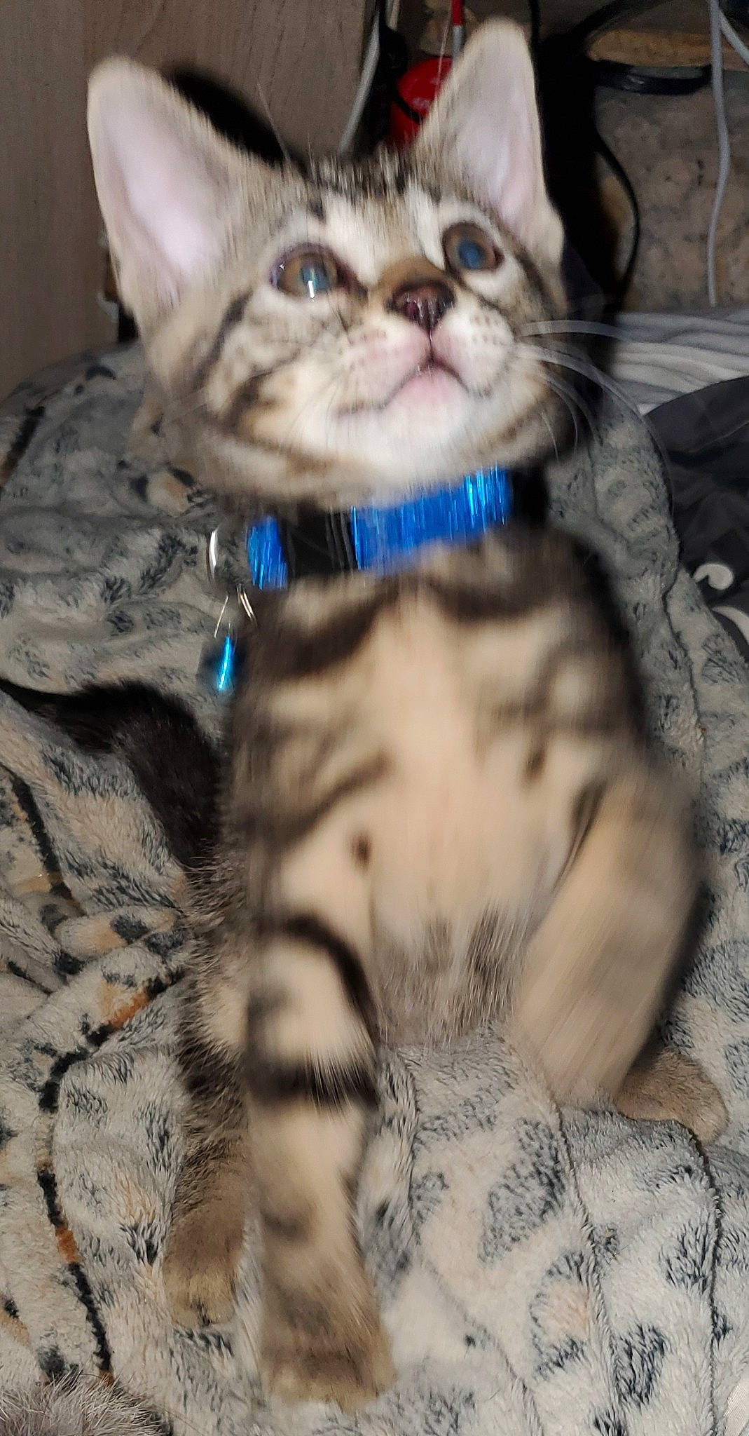 Figaro a rejoint le concours — aidez-le/la à gagner de superbes lots ! carnivore, cat, claw, comfort, domestic_short_haired_cat, eye, felidae, fur, iris, mammal, paw, sitting, small_to_medium_sized_cats, snout, tail, terrestrial_animal, whiskers