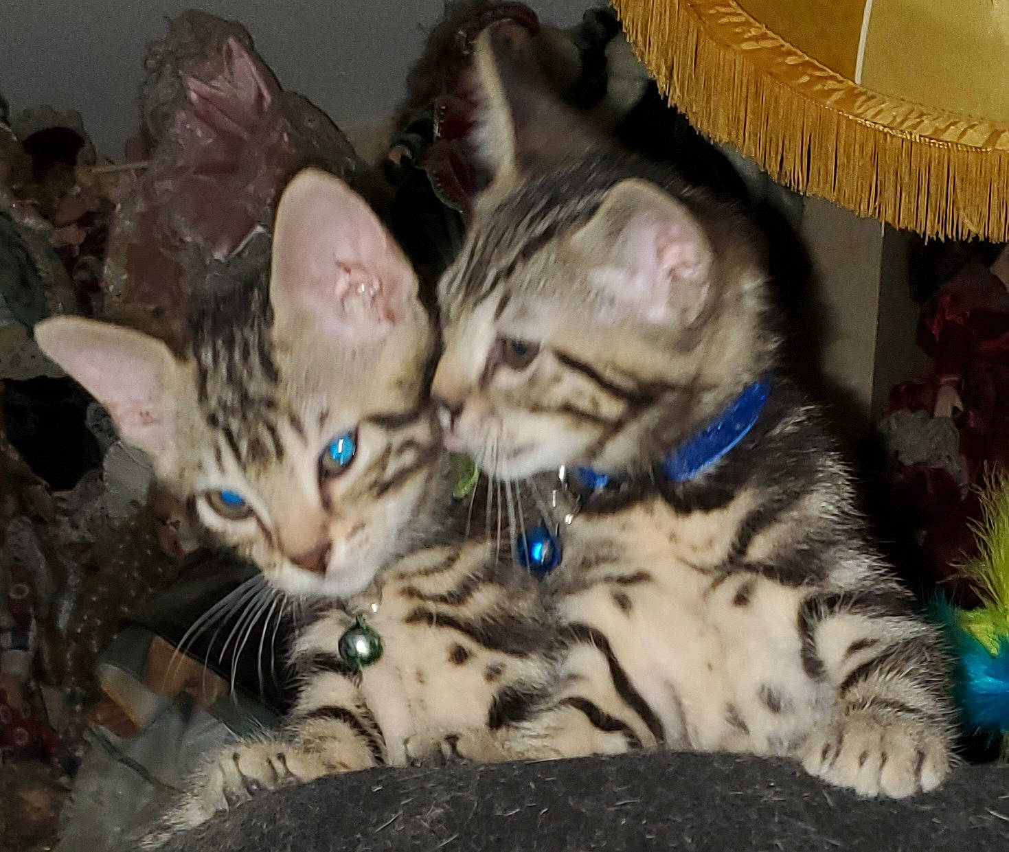 Figaro a rejoint le concours — aidez-le/la à gagner de superbes lots ! carnivore, cat, claw, comfort, domestic_short_haired_cat, fawn, felidae, fur, paw, small_to_medium_sized_cats, snout, terrestrial_animal, whiskers, wildlife