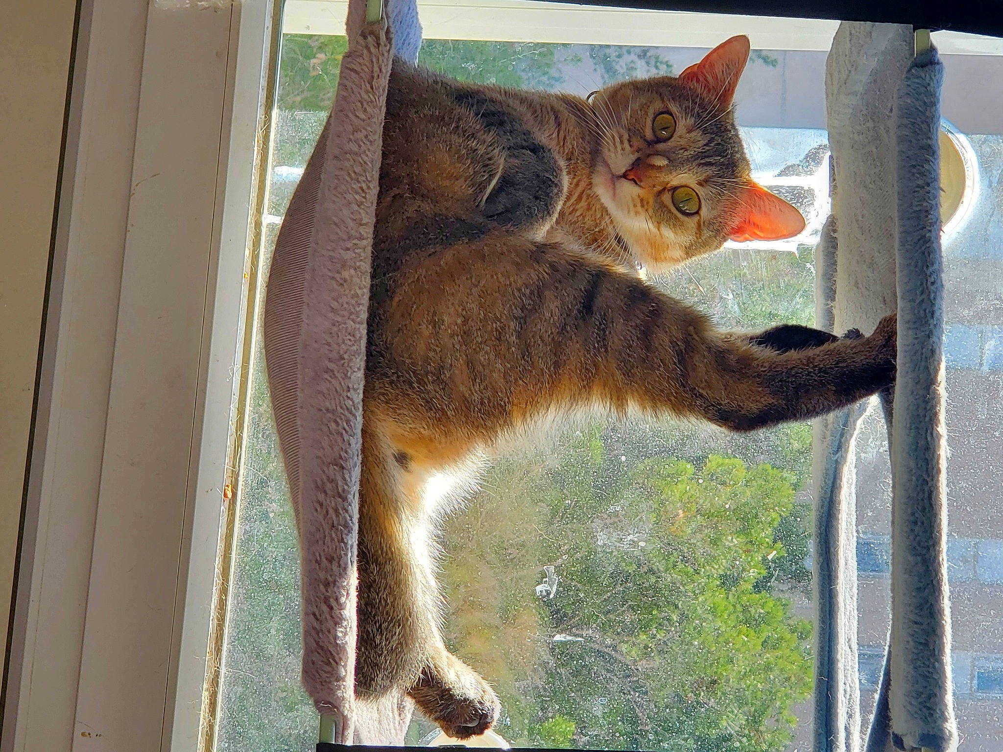 Judy participe au concours pour gagner de l'argent avec cette photo : animal_shelter, carnivore, cat, claw, domestic_short_haired_cat, fawn, felidae, fur, mammal, paw, pet_supply, small_to_medium_sized_cats, snout, tail, terrestrial_animal, vertebrate, whiskers, wildlife, window, wood