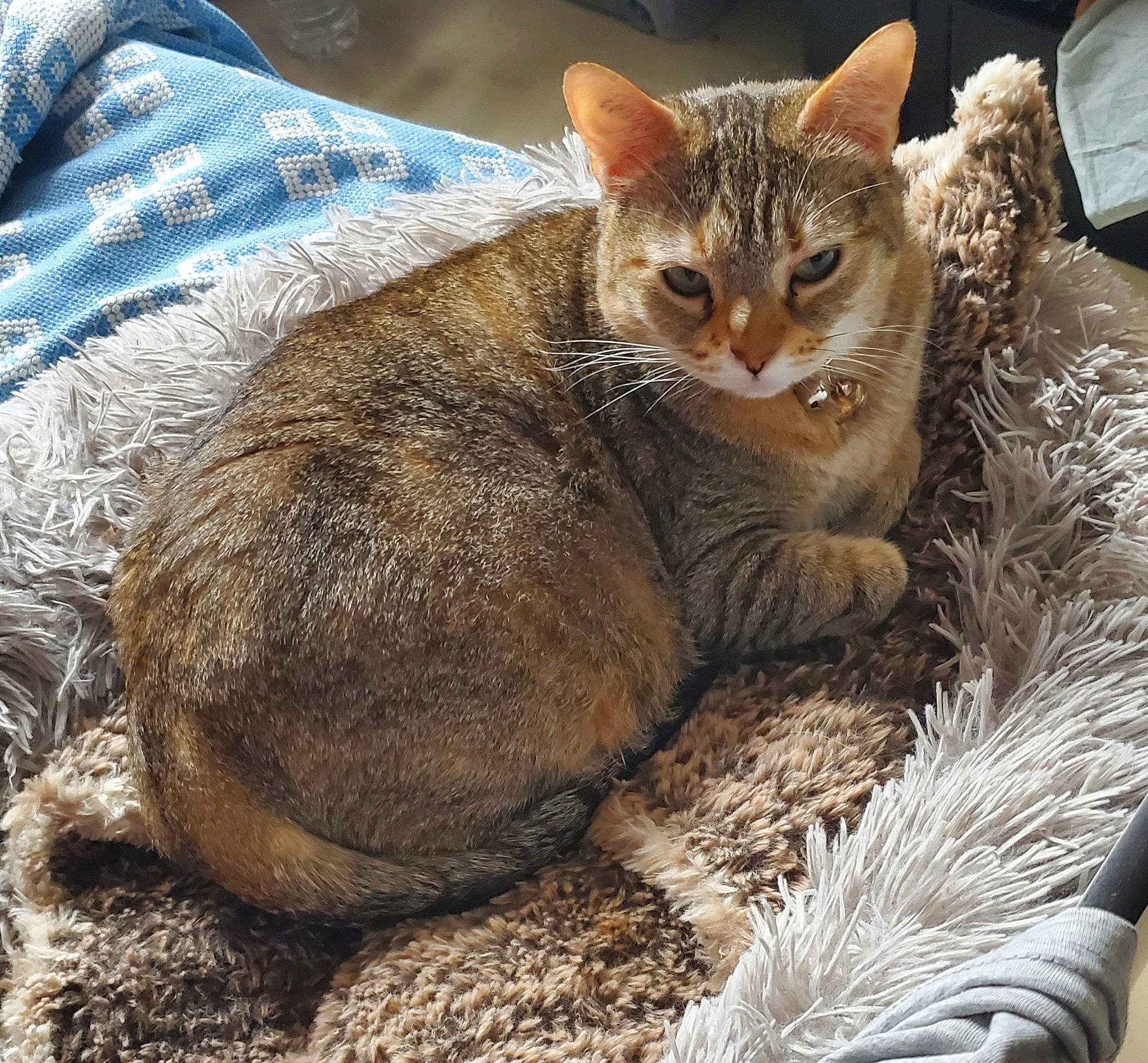 Judy a rejoint le concours — aidez-le/la à gagner de superbes lots ! analog_television, carnivore, cat, cat_supply, claw, comfort, domestic_short_haired_cat, fawn, felidae, fur, grass, paw, small_to_medium_sized_cats, snout, tail, terrestrial_animal, whiskers, wildlife