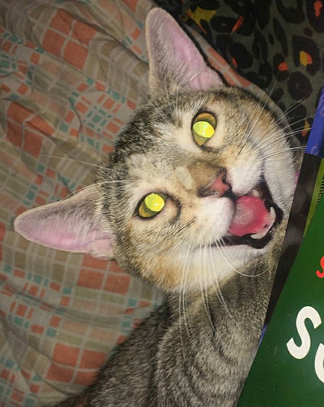 Judy a rejoint le concours — aidez-le/la à gagner de superbes lots ! carnivore, cat, domestic_short_haired_cat, felidae, fur, pattern, paw, photo_caption, plaid, small_to_medium_sized_cats, snout, tail, tartan, whiskers