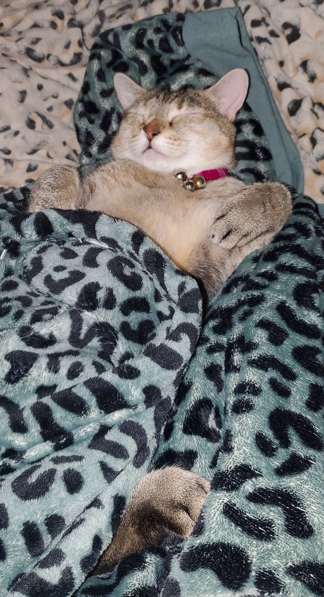 Judy a rejoint le concours — aidez-le/la à gagner de superbes lots ! carnivore, cat, claw, comfort, couch, domestic_short_haired_cat, fawn, felidae, foot, fur, grey, linens, mammal, nap, pattern, paw, sitting, small_to_medium_sized_cats, vertebrate, whiskers