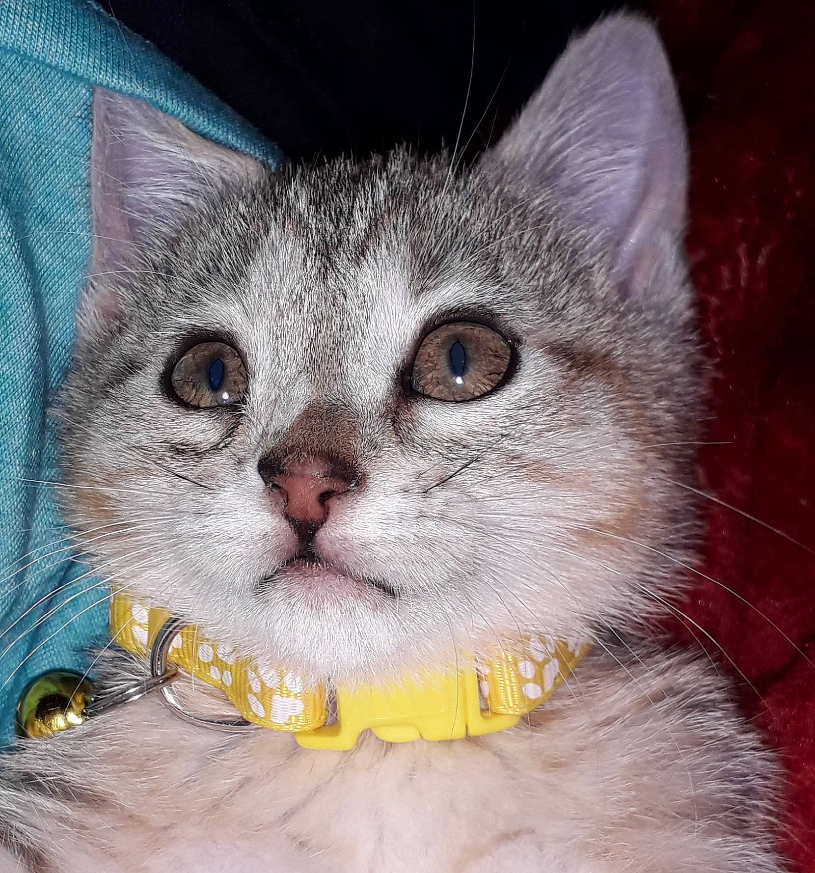 Judy participe au concours pour gagner de l'argent avec cette photo : carnivore, cat, comfort, creative_arts, domestic_short_haired_cat, felidae, fur, iris, paw, photo_caption, small_to_medium_sized_cats, snout, whiskers