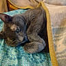 cat, gray_cat, blanket, bedspread, sleepy, cozy, indoor, pet, feline, resting, fur, whiskers, paw, comfort, cute, animal, domestic, relaxing, soft, warm