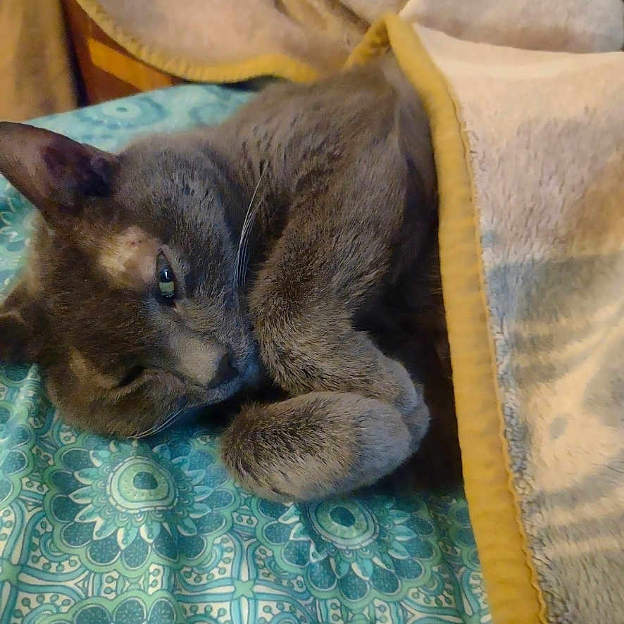 Blue is registered to the contest to win money with this photo: cat, gray_cat, blanket, bedspread, sleepy, cozy, indoor, pet, feline, resting, fur, whiskers, paw, comfort, cute, animal, domestic, relaxing, soft, warm