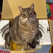 Myrtille participe au concours pour gagner de l'argent avec cette photo : cat, tabby, cardboard_box, foam_packaging, indoor, pet, feline, sitting, fur, whiskers, animal, domestic, looking_at_camera, cute, cozy, household, mammal, relaxed, portrait, box