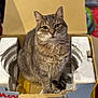 cat, tabby, cardboard_box, foam_packaging, indoor, pet, feline, sitting, fur, whiskers, animal, domestic, looking_at_camera, cute, cozy, household, mammal, relaxed, portrait, box