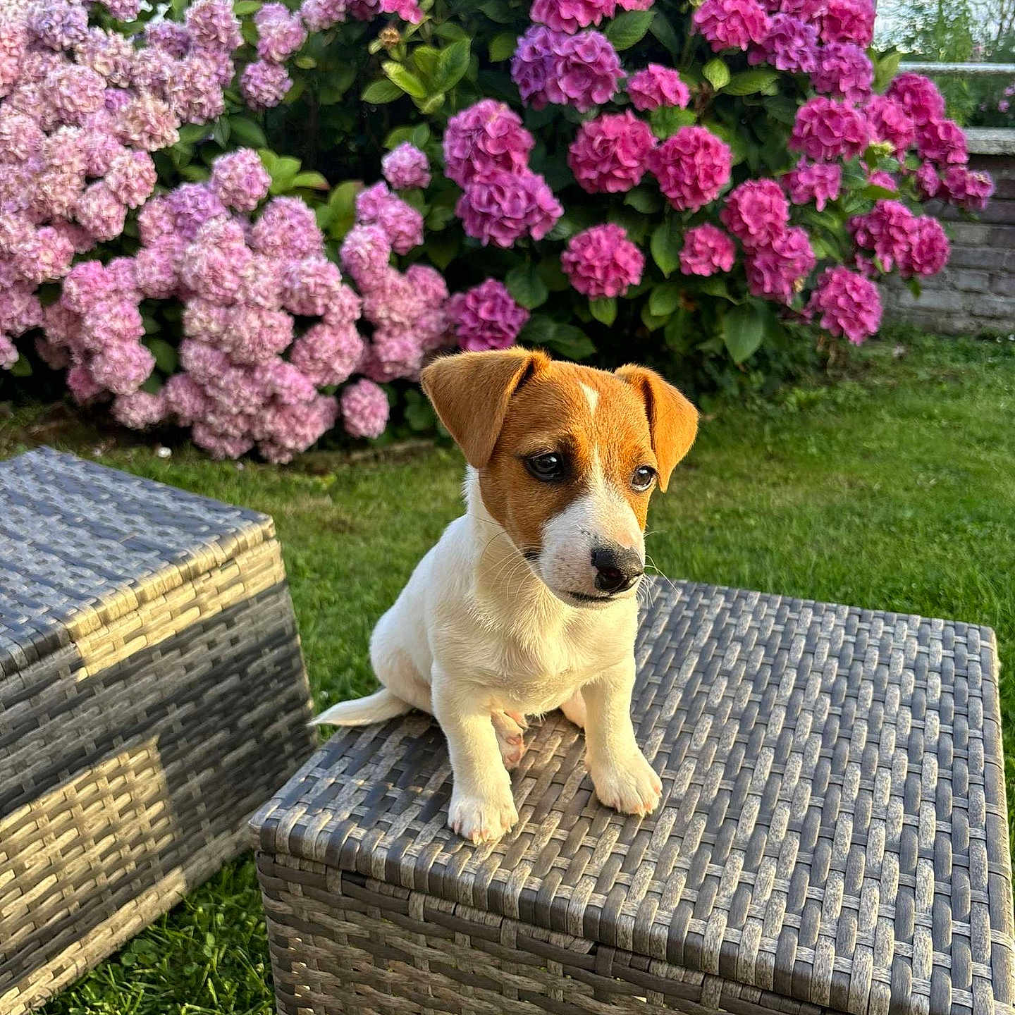 Joy participe au concours pour gagner de l'argent avec cette photo : animal, cute, dog, flowers, garden, grass, greenery, hydrangea, nature, outdoor, pet, pink_flowers, plant, puppy, purple_flowers, sitting, small_dog, summer, sunlight, wicker_table