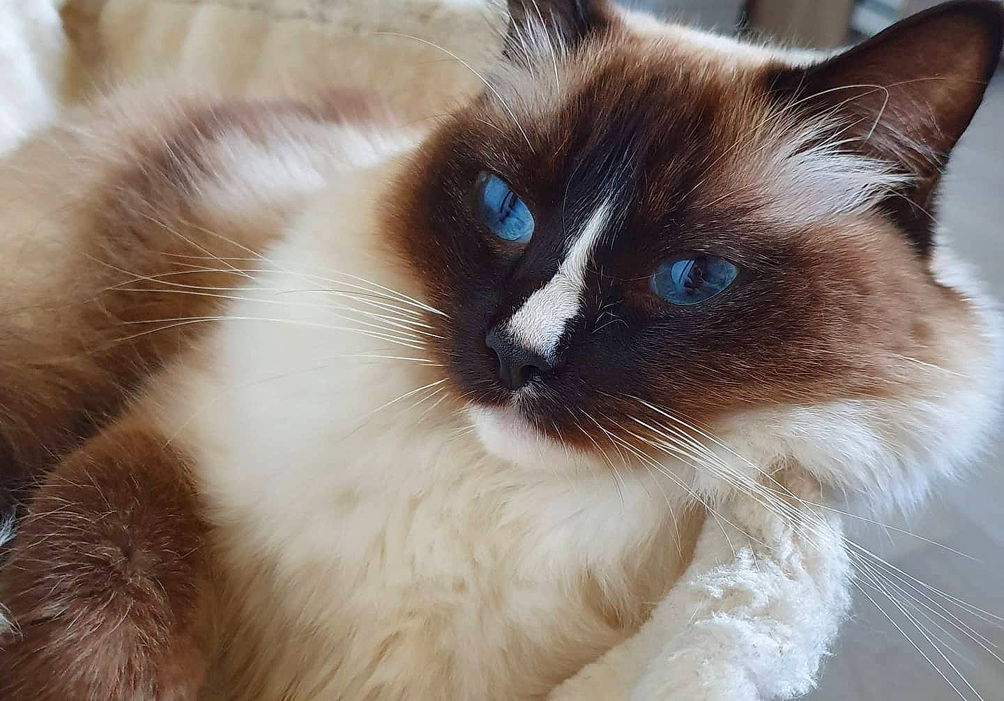 Nova participe au concours pour gagner de l'argent avec cette photo : aegean_cat, balinese, birman, carnivore, cat, domestic_long_haired_cat, eye, felidae, fur, iris, mammal, ojos_azules, ragdoll, siamese, small_to_medium_sized_cats, snout, snowshoe, thai, vertebrate, whiskers