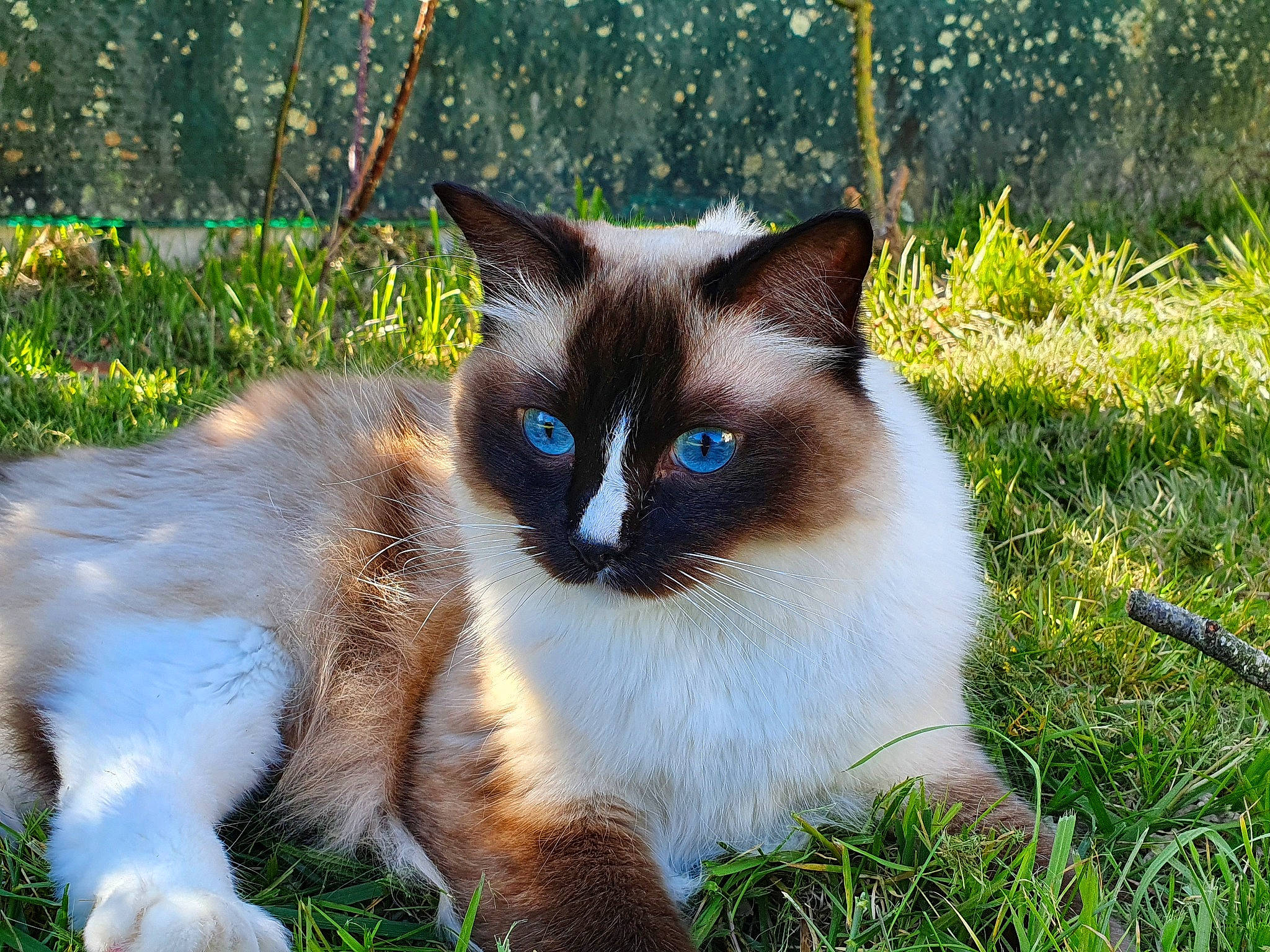 Nova a rejoint le concours — aidez-le/la à gagner de superbes lots ! balinese, birman, carnivore, cat, domestic_long_haired_cat, eye, felidae, grass, himalayan, iris, mammal, ojos_azules, plant, ragdoll, siamese, small_to_medium_sized_cats, snowshoe, thai, vertebrate, whiskers